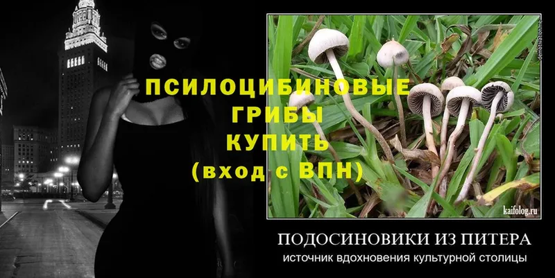 Псилоцибиновые грибы Psilocybine cubensis  где можно купить   Луга 